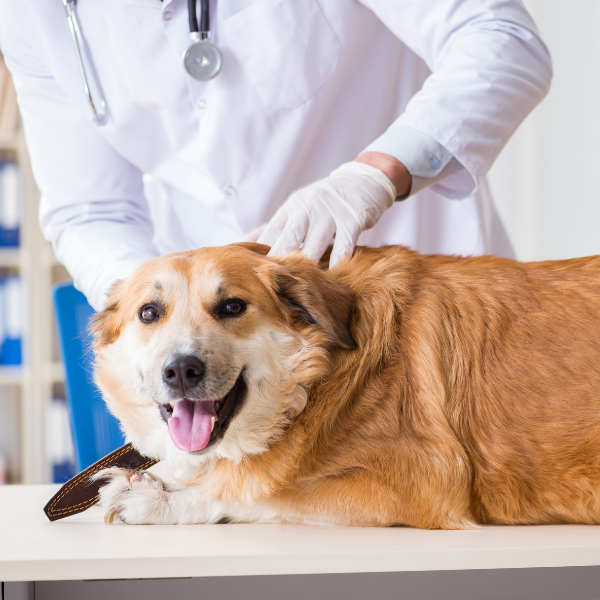 veterinarian looking at a dog on a table.